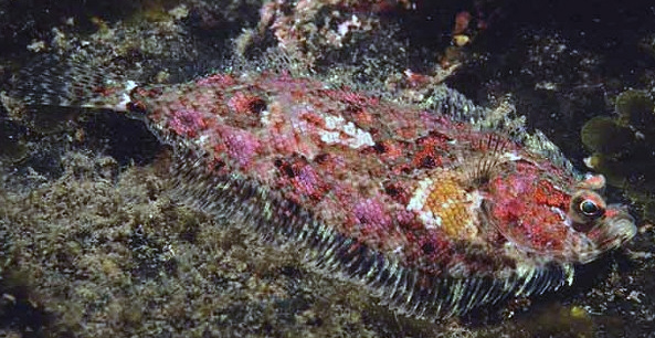 Phrynorhombus norvegicus_04.jpg